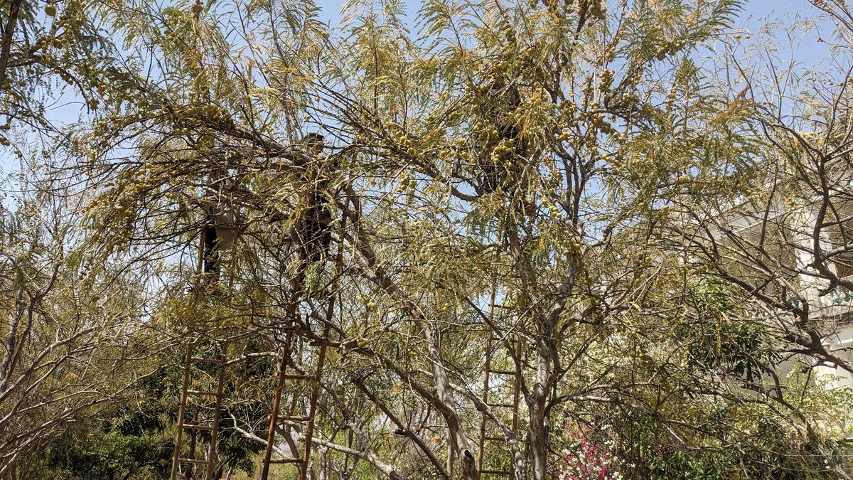 Farm trees