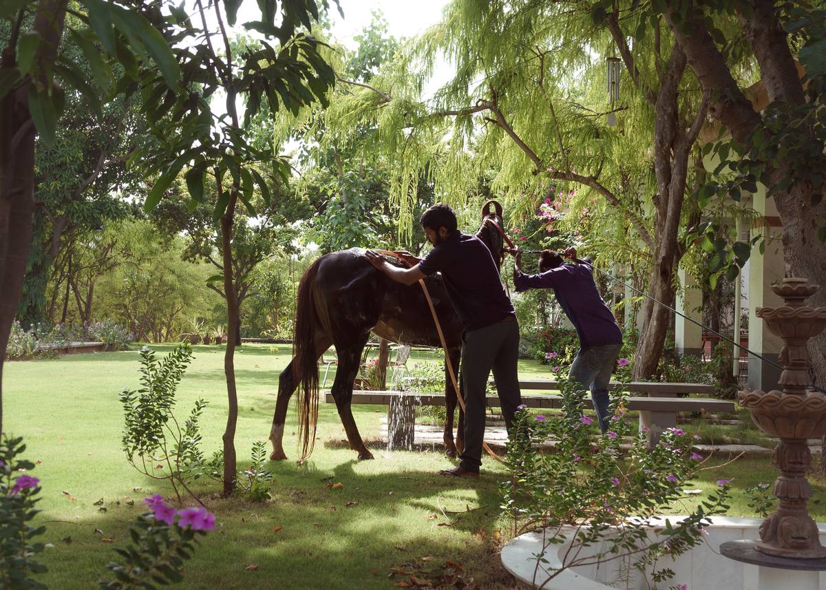Guest with horse in the garden