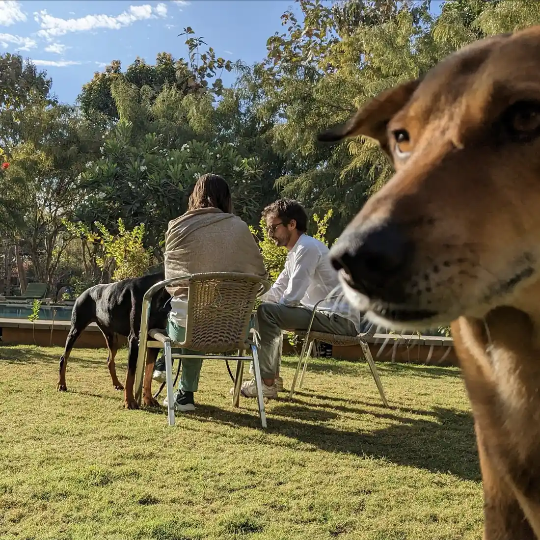 Guests spending time with the farm dogs