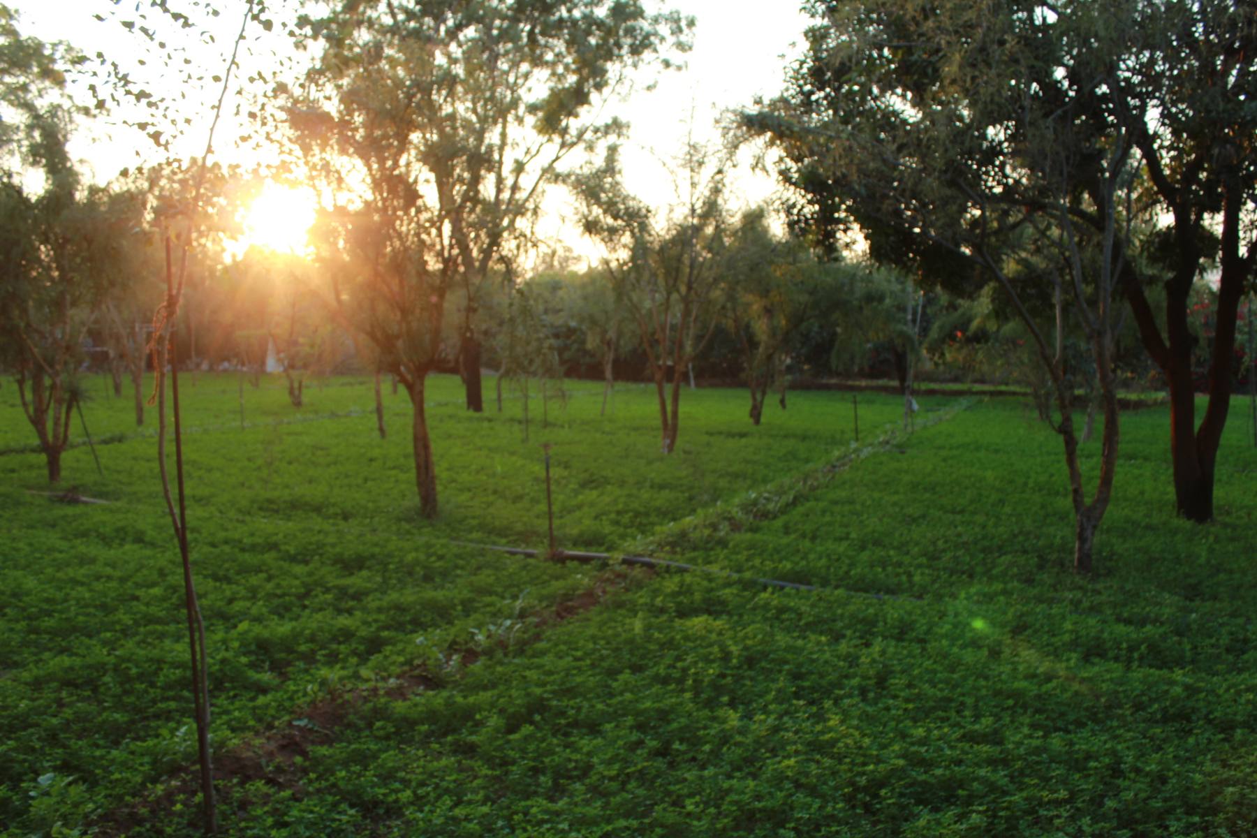 Vegetables growing between amla trees at sunset