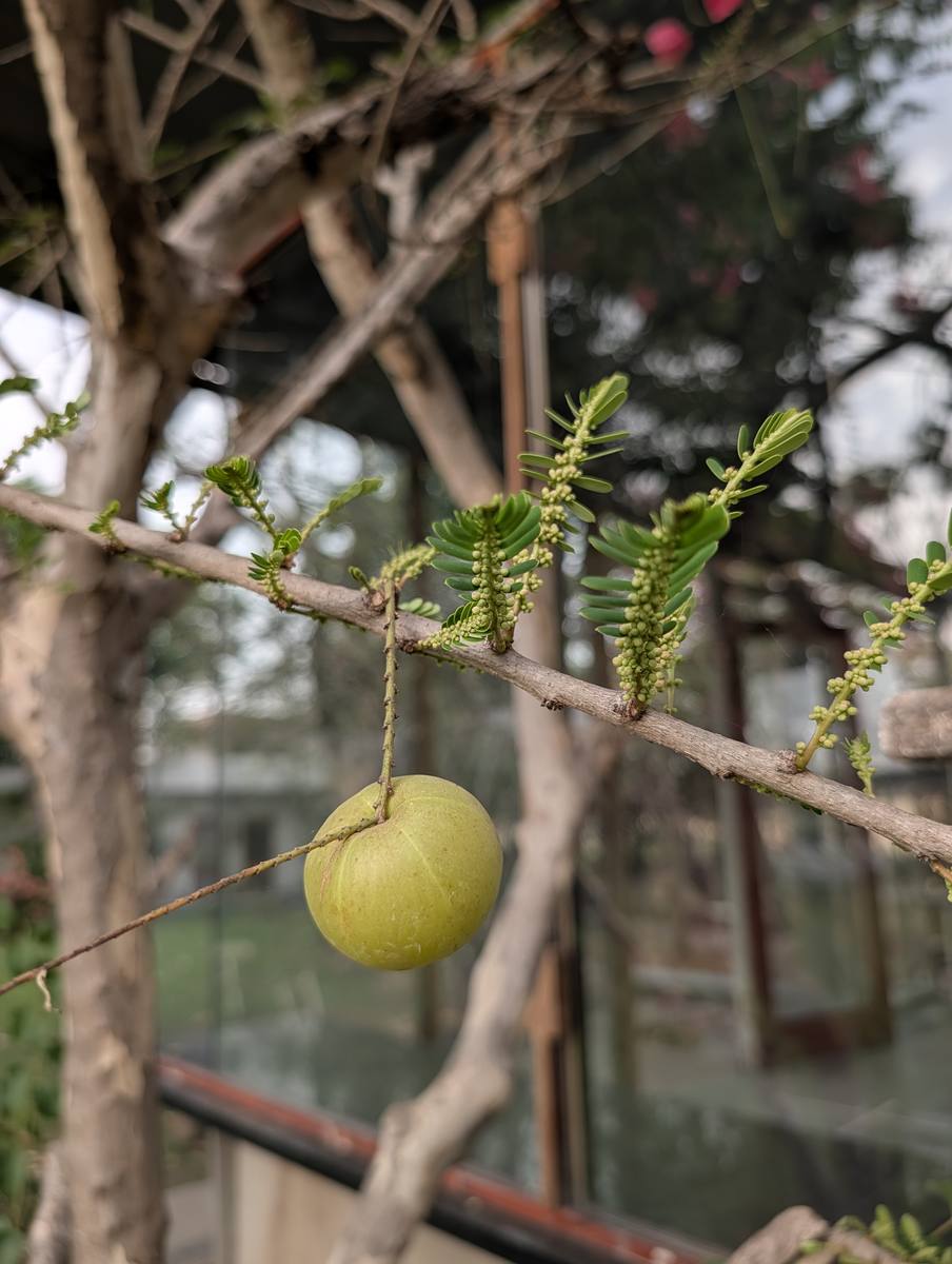 Amla fruit on the tree