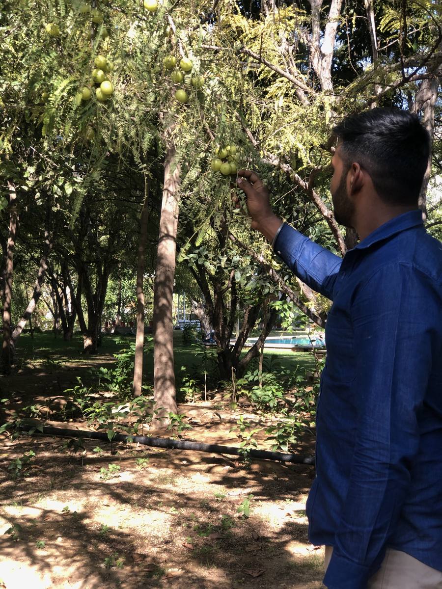 Vish touching an amla tree