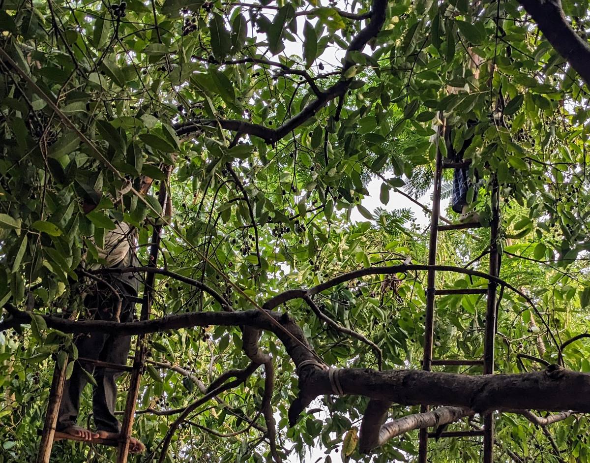 Jamun harvest requiring tall ladders