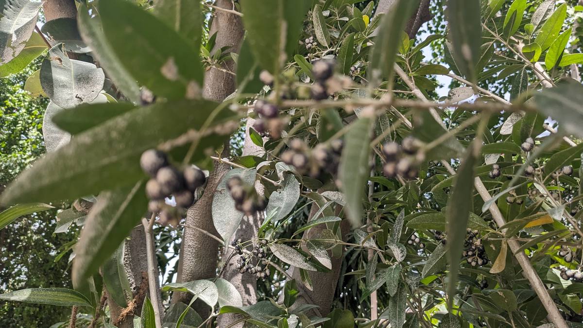 Jamun fruit on the branch