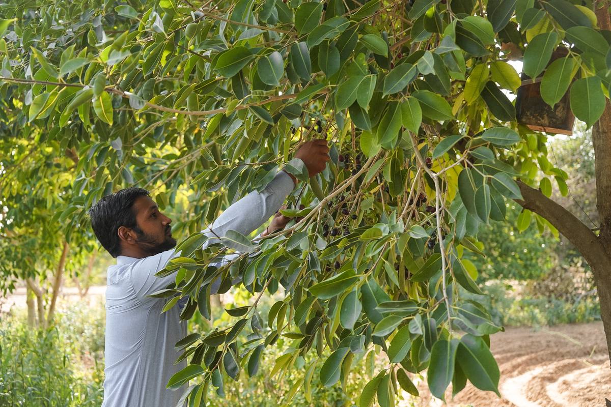 Person harvesting fruit from a tree