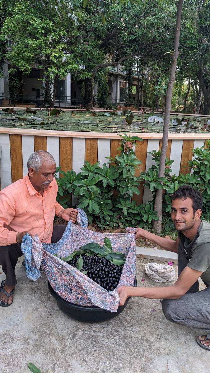 Jamun harvest on the farm