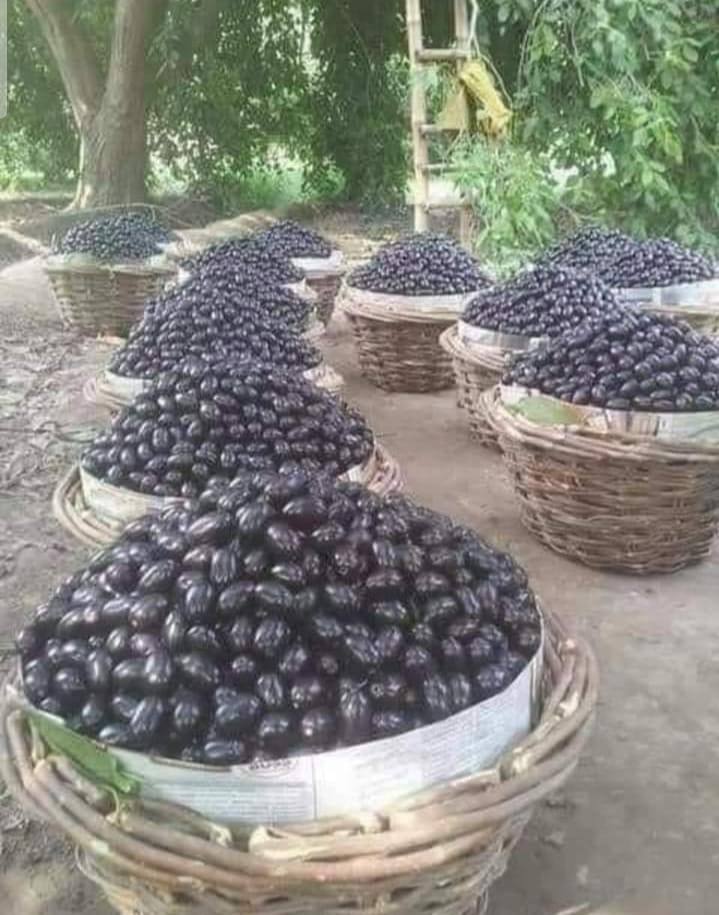Dark jamun fruit after harvest