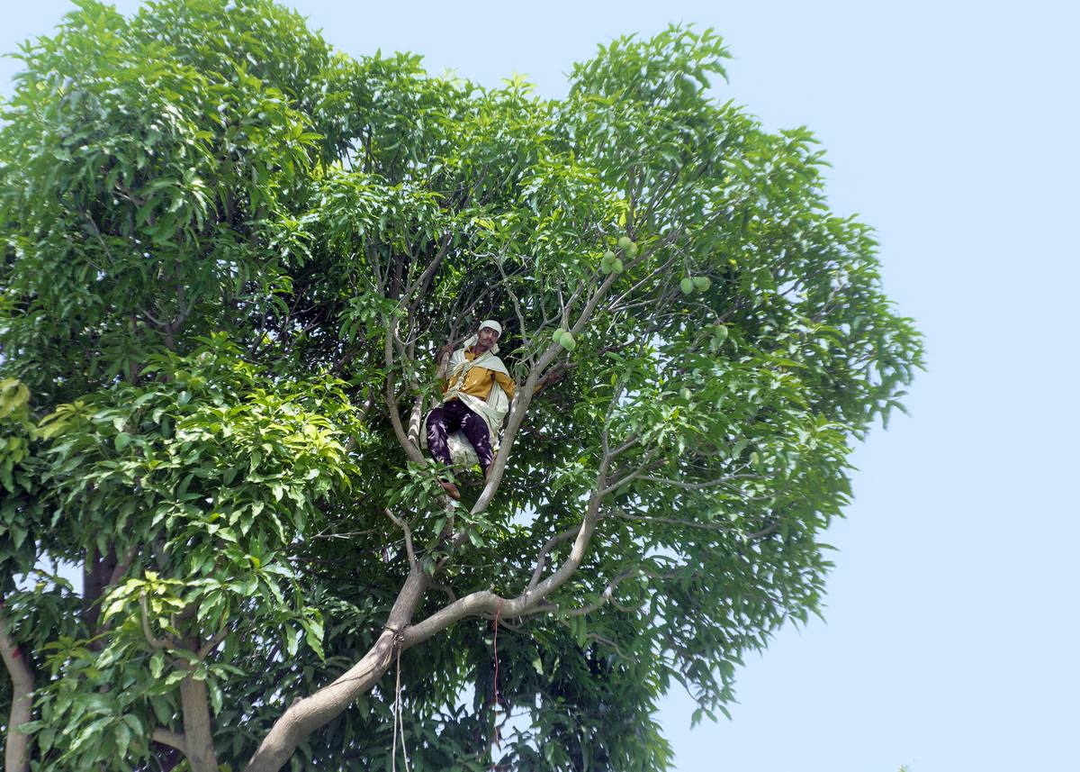 Mango harvest on the farm