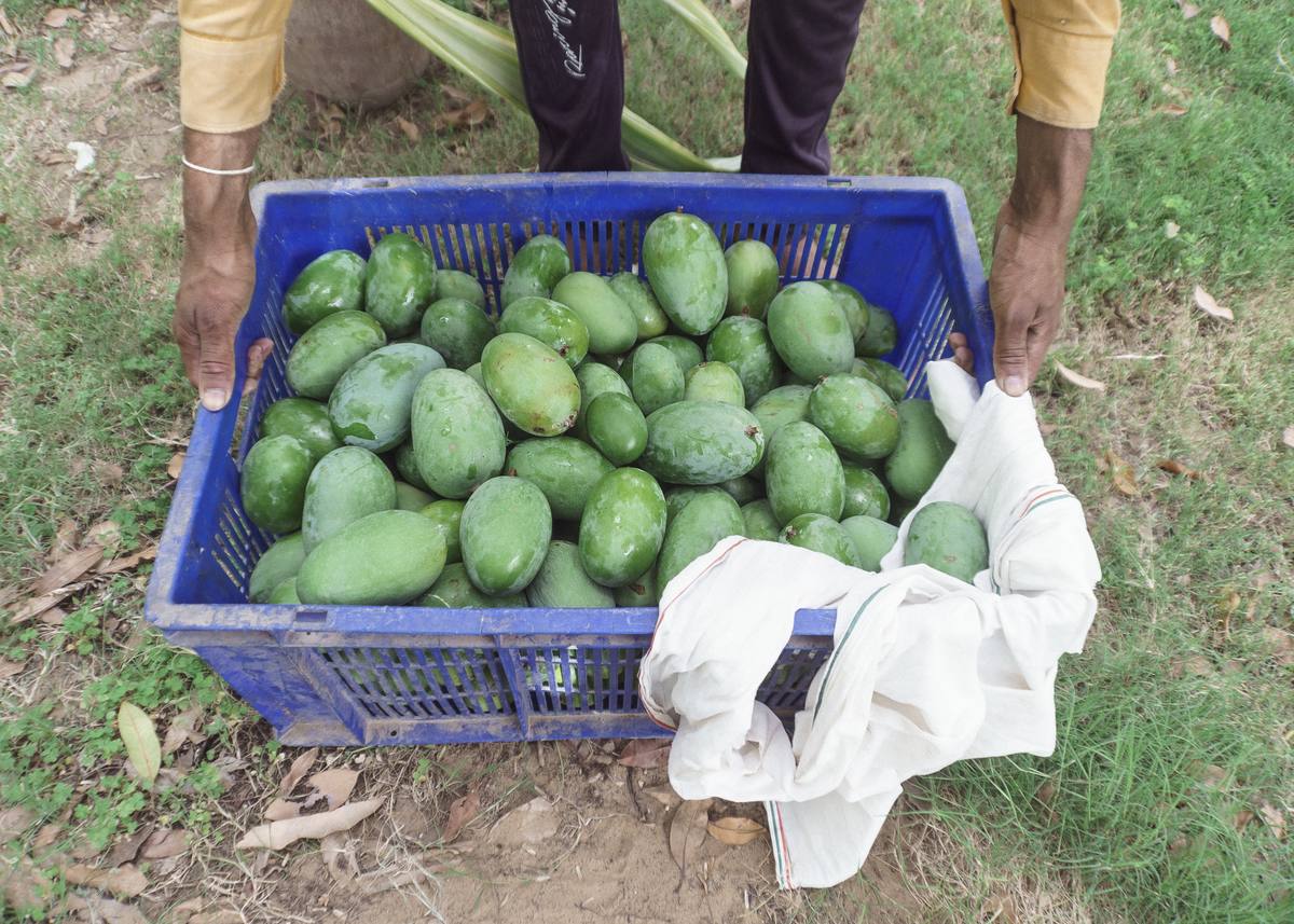 Mangoes from the farm