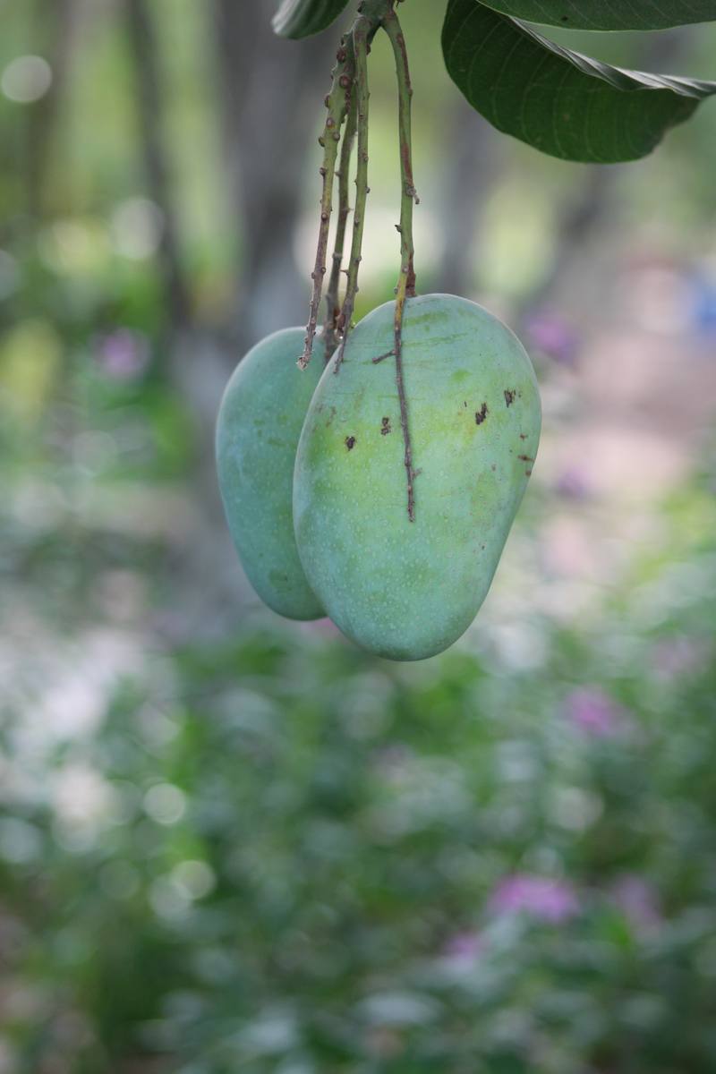Mangoes growing on the tree