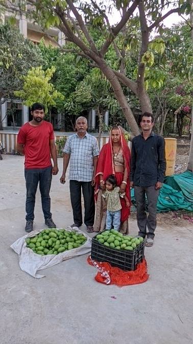 Family mango harvest on the farm