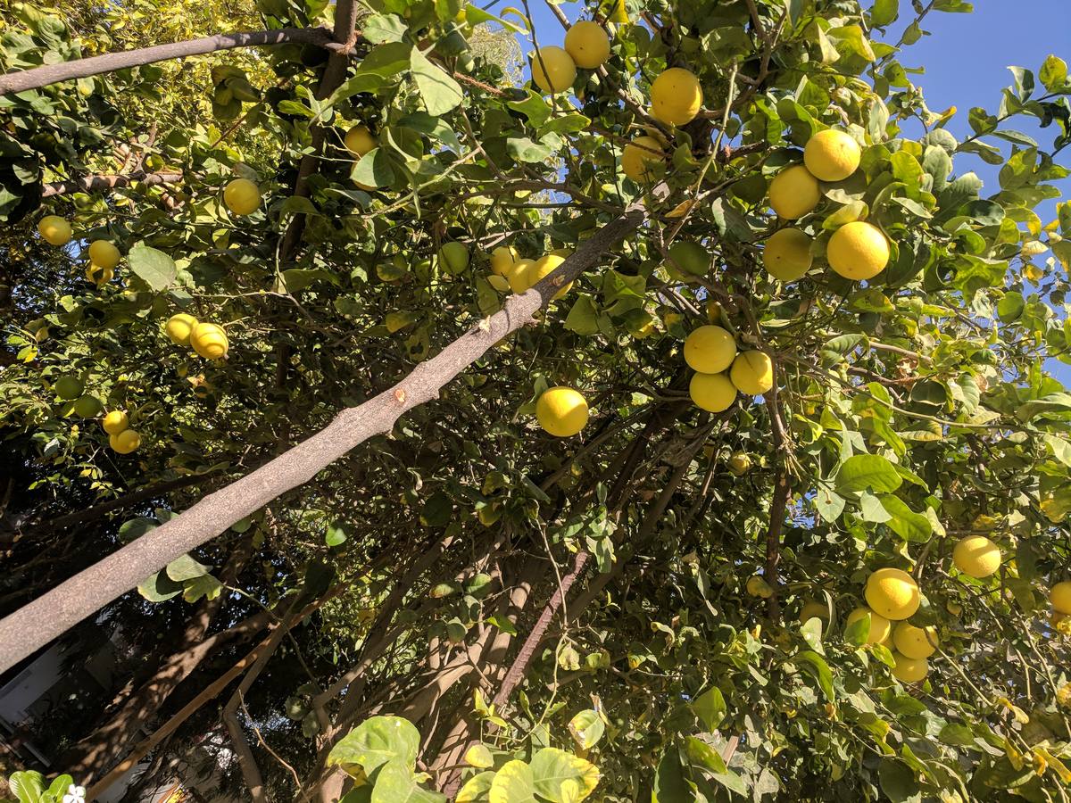 Lemons on the tree