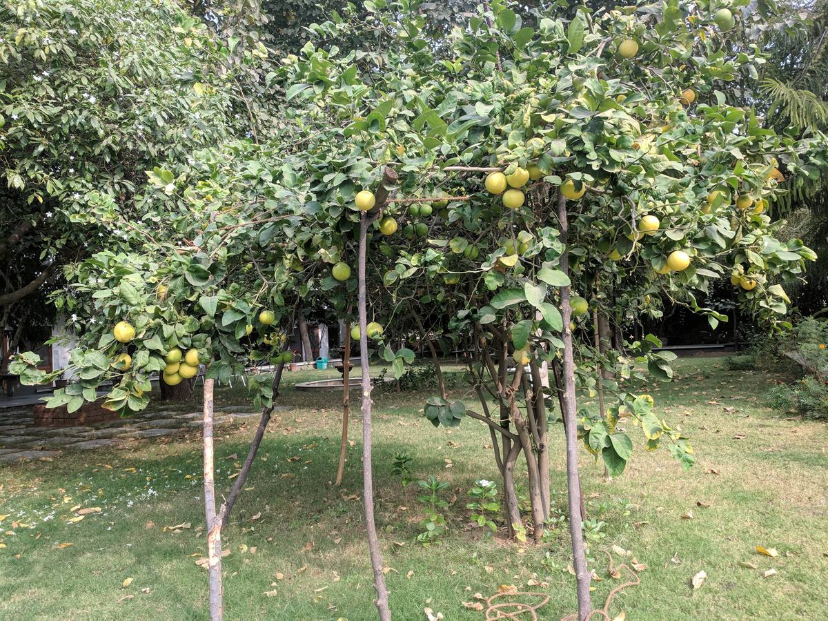 Fruit tree propped with a wooden frame