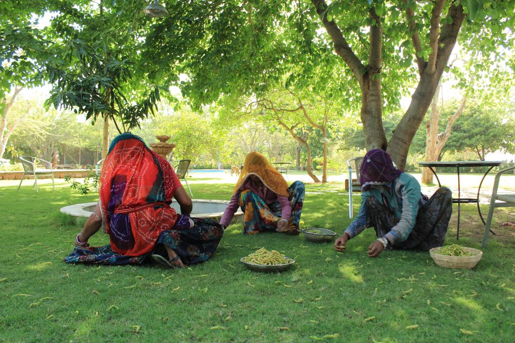Garden and farm growth at PushkarOrganic