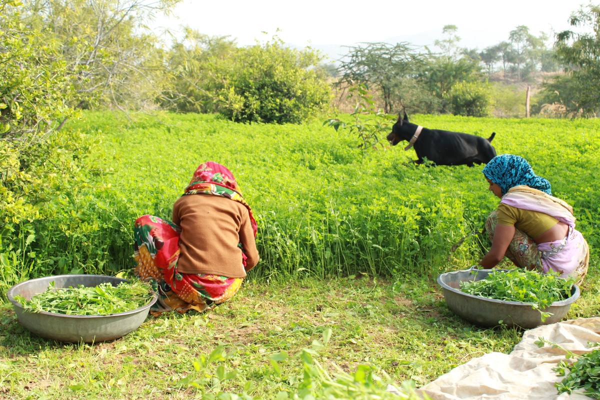 Vegetables and herbs growing on the farm