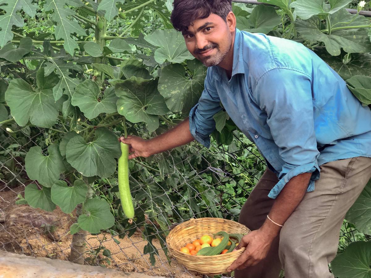 Fresh vegetables from the farm