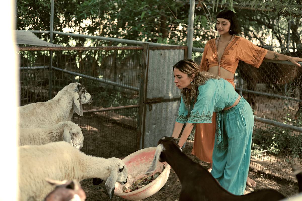 Animals living on the farm