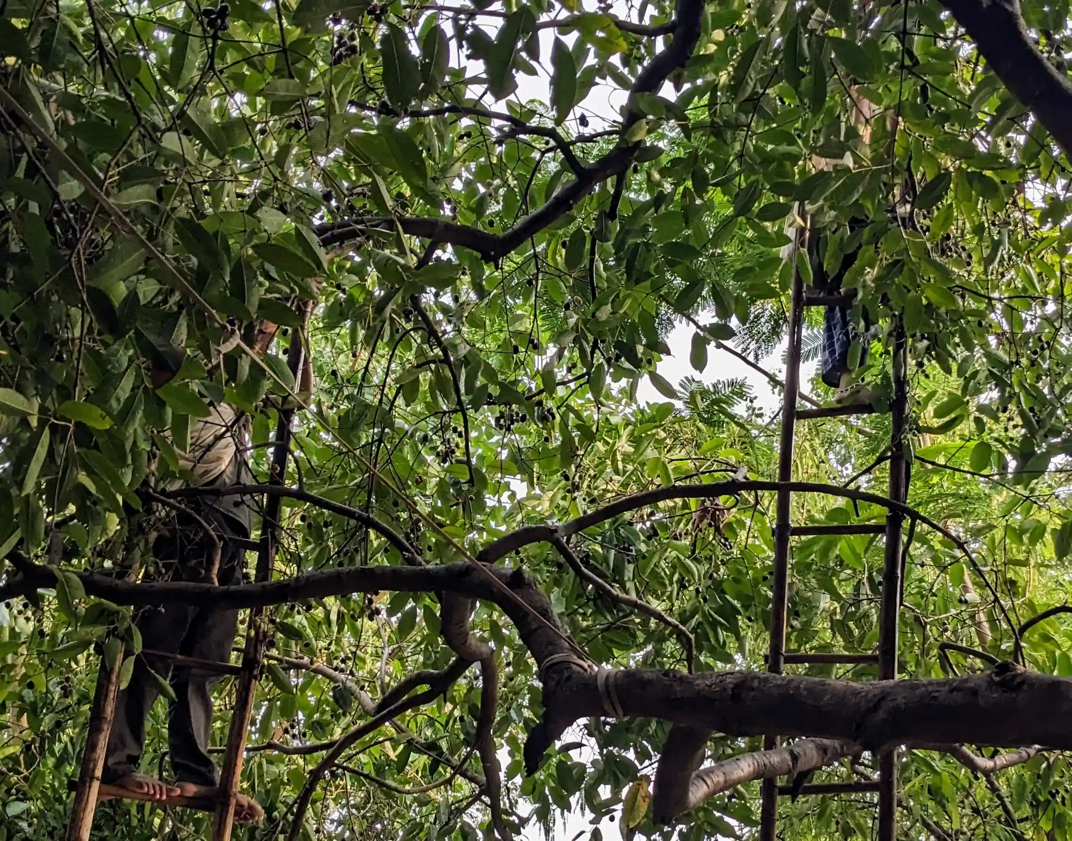 Men climbing tall ladders to harvest jamuns