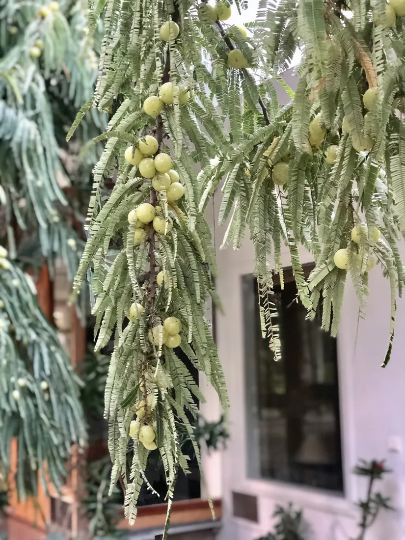 Amla branches heavy with fruit