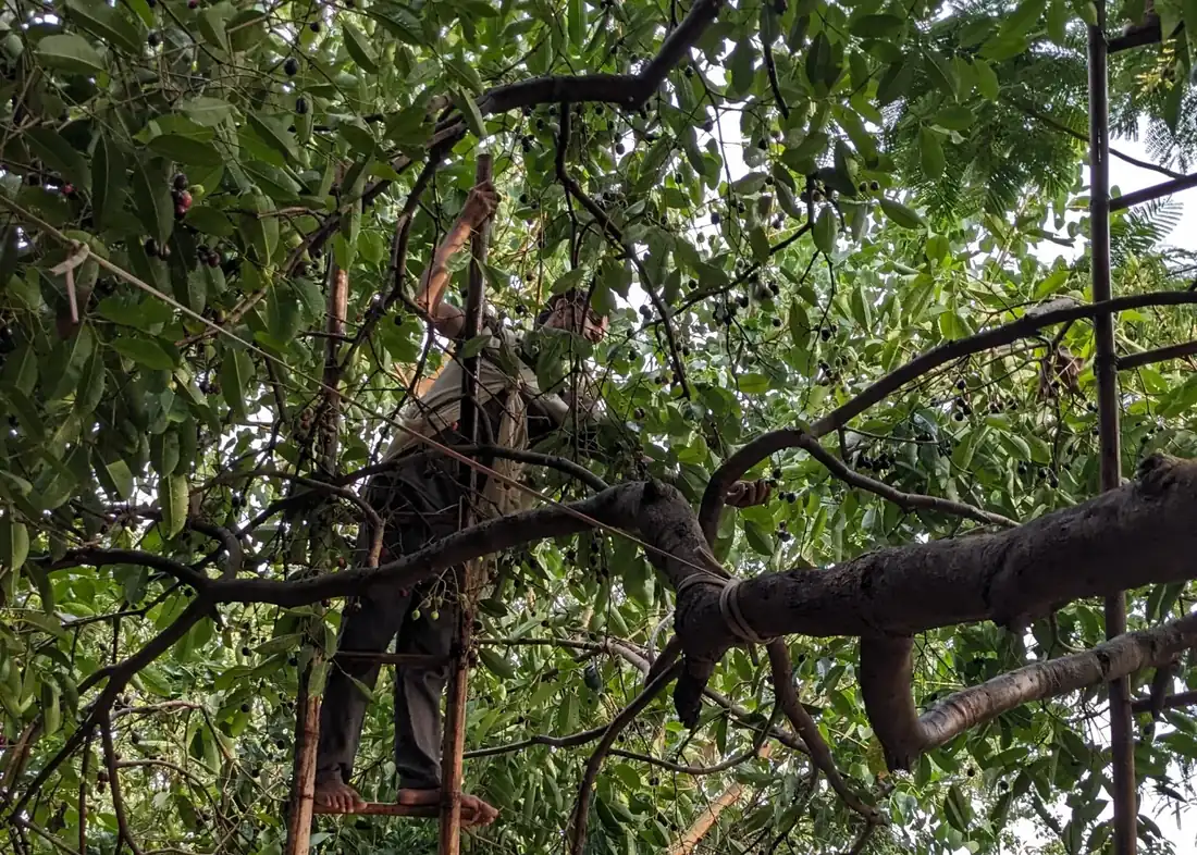 A farm worker harvesting dark purple jamun from a bamboo ladder among fruit-laden branches