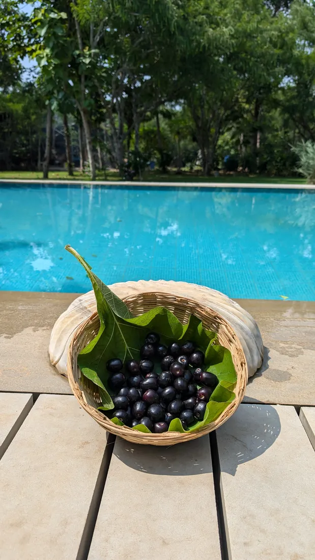 Freshly picked jamun in a basket beside the pool and farm trees