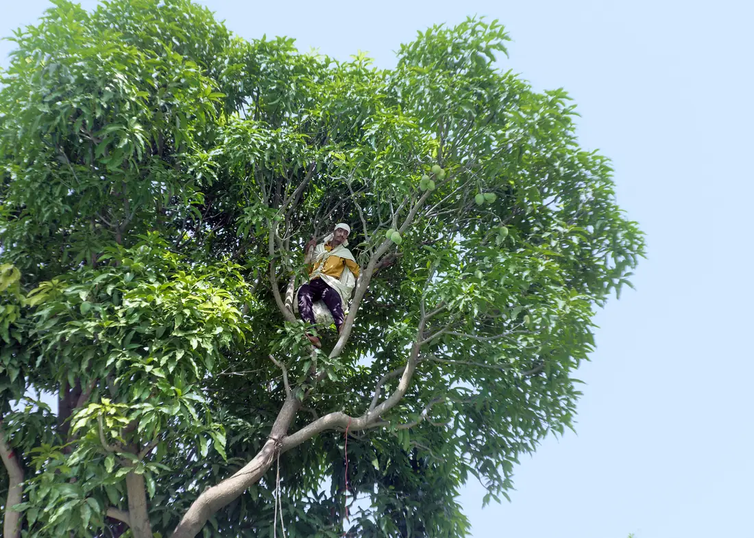 Mango harvest on the farm