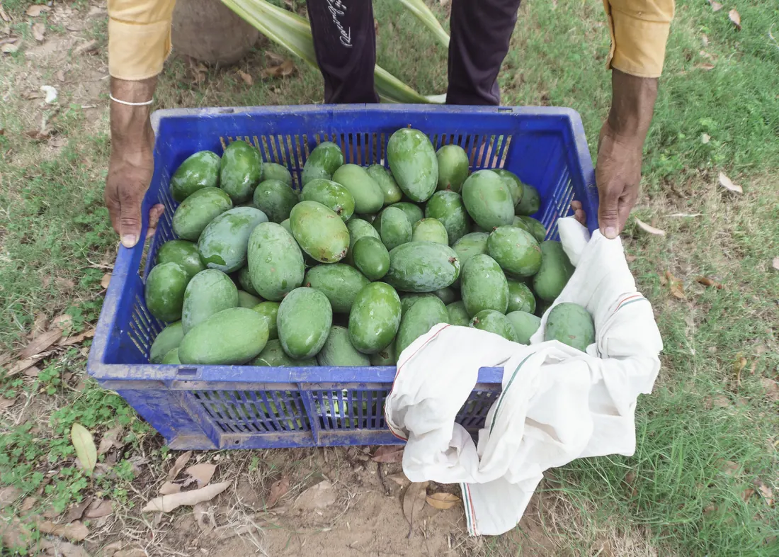 Mangoes from the farm