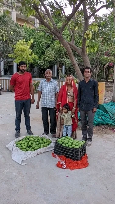 Family mango harvest on the farm