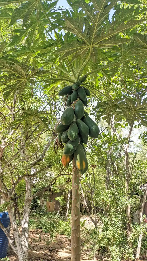Papaya growing on the farm