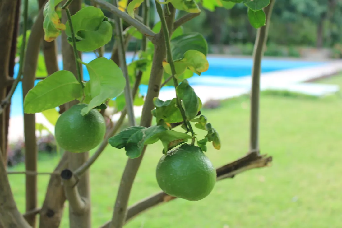 Limes growing near the pool