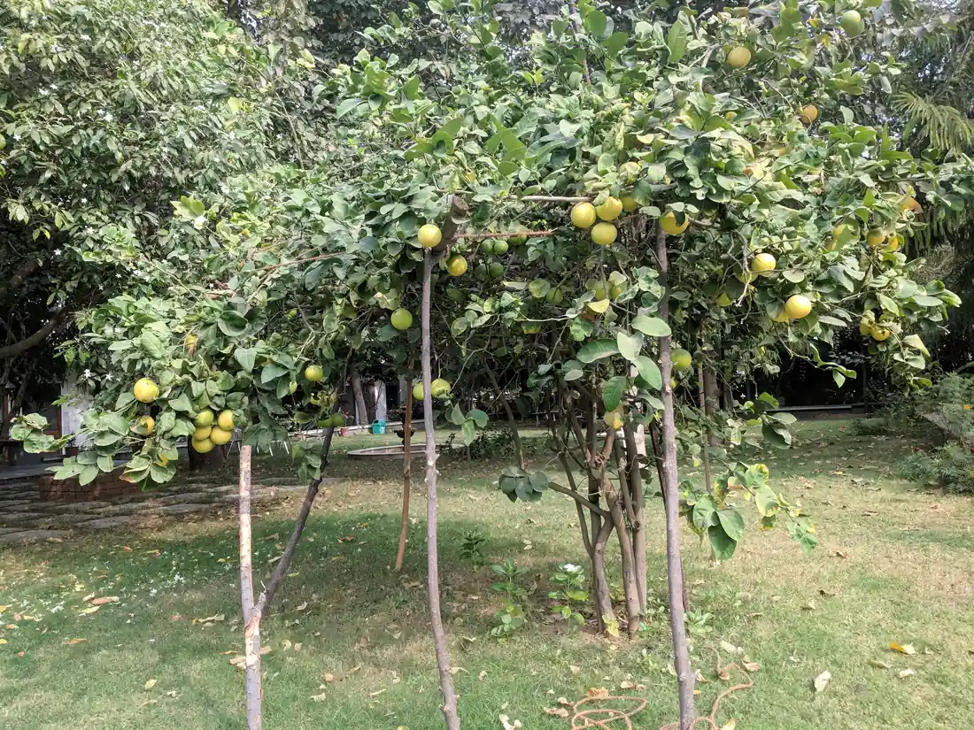 Fruit tree propped with a wooden frame