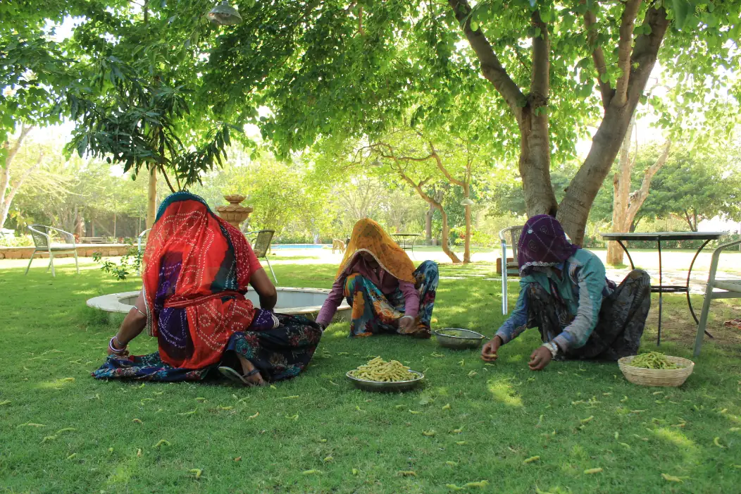 Garden and farm growth at PushkarOrganic