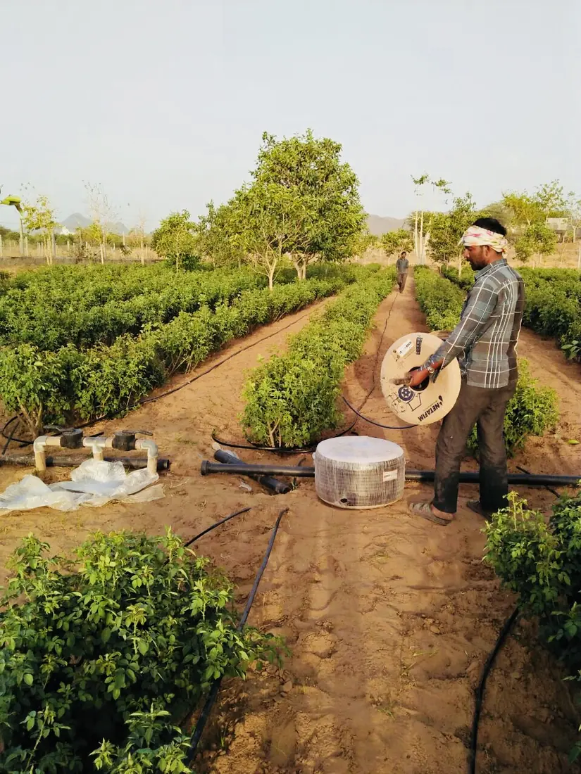 Vegetables growing in the field
