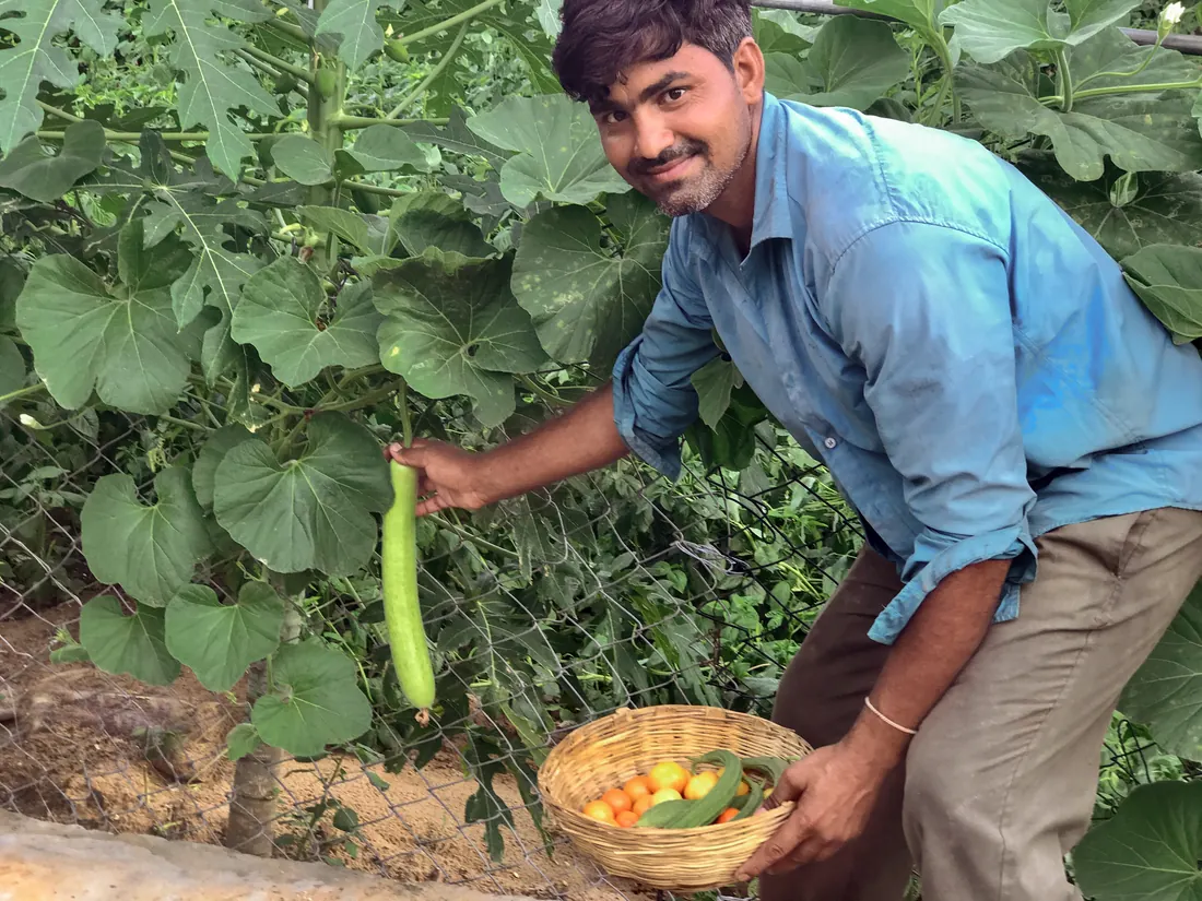 Fresh vegetables from the farm