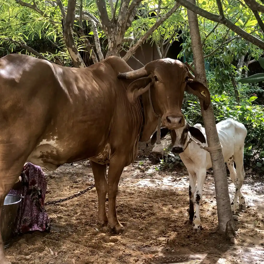 Cow and calf resting in the shade on the farm