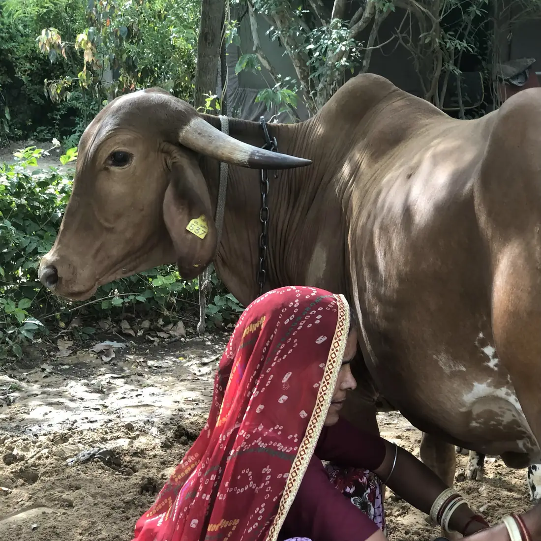 Morning milking on the farm