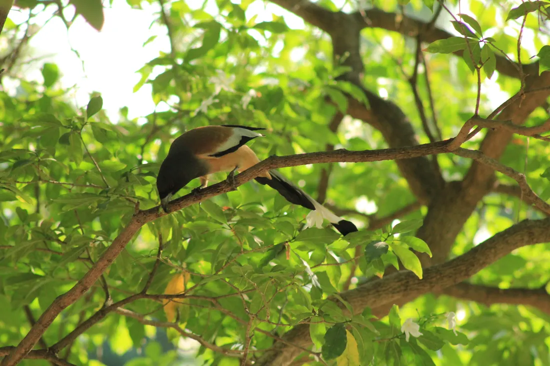 Bird perched in the farm canopy