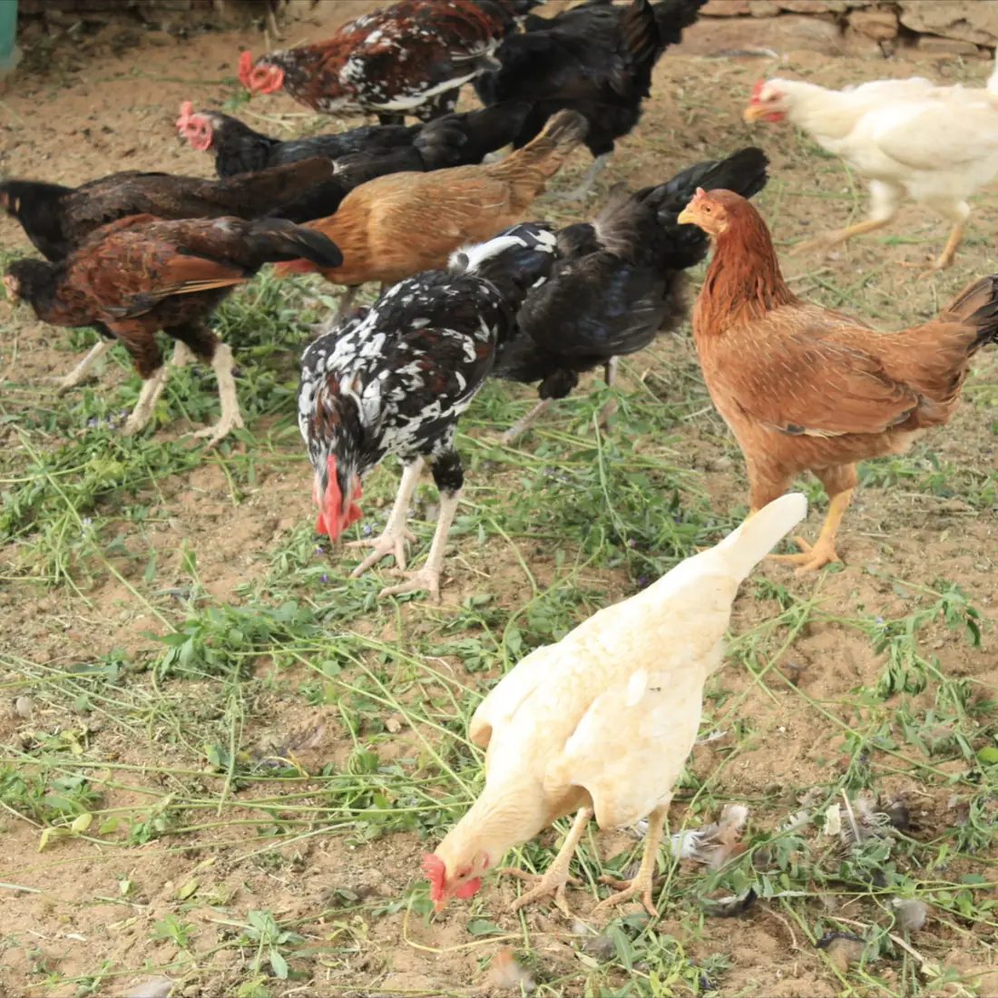 Free-range chickens foraging on the farm