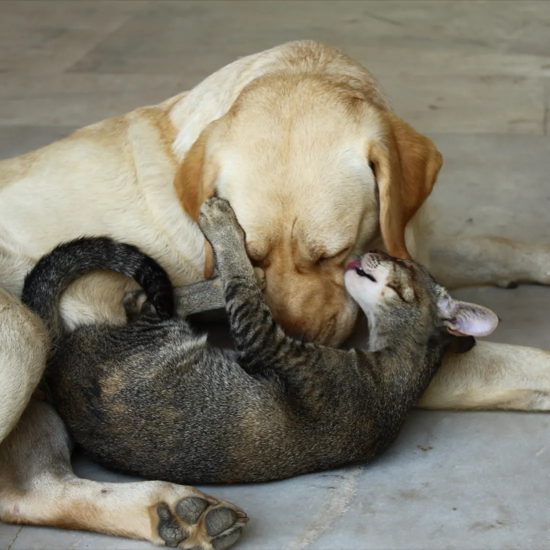 Farm dog and cat playing together