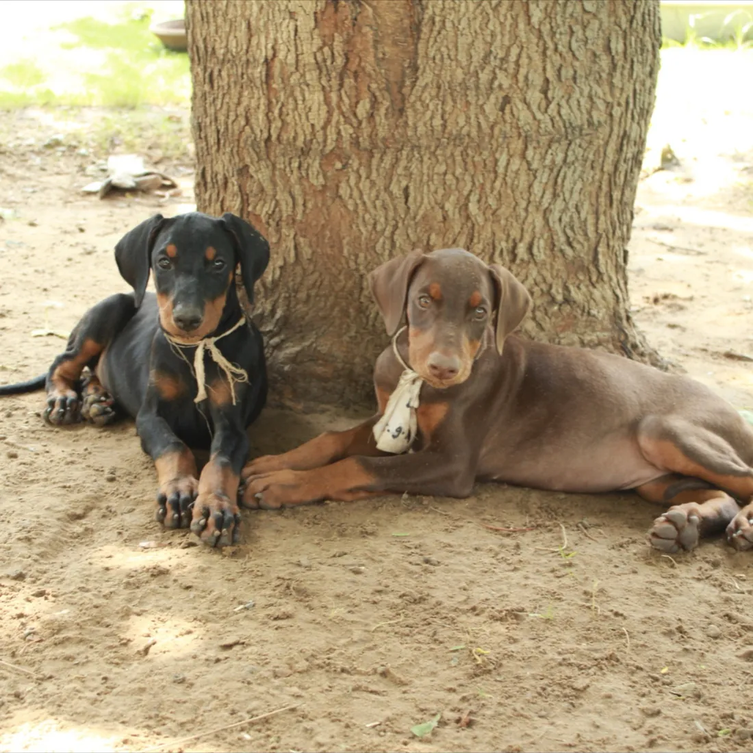Doberman puppies resting under a tree