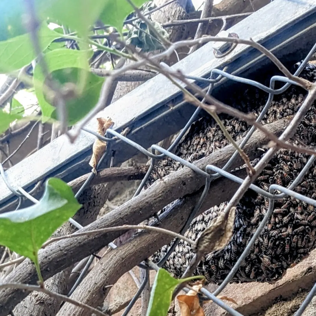 Wild beehive on the property wall