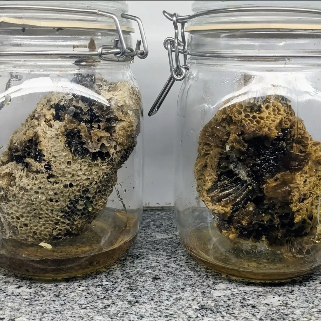 Harvested honeycomb in jars