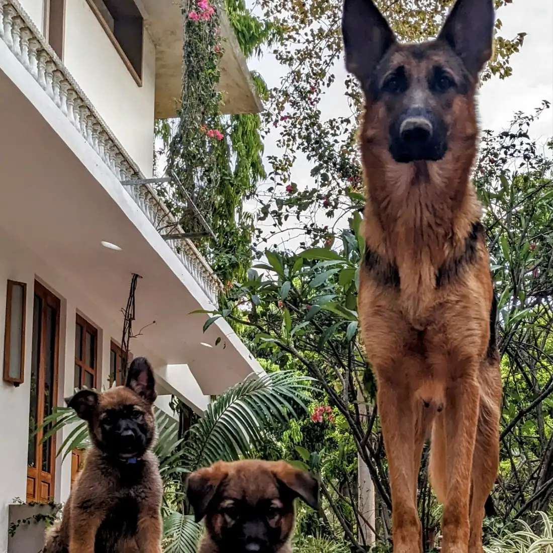 German shepherd with puppies on the porch