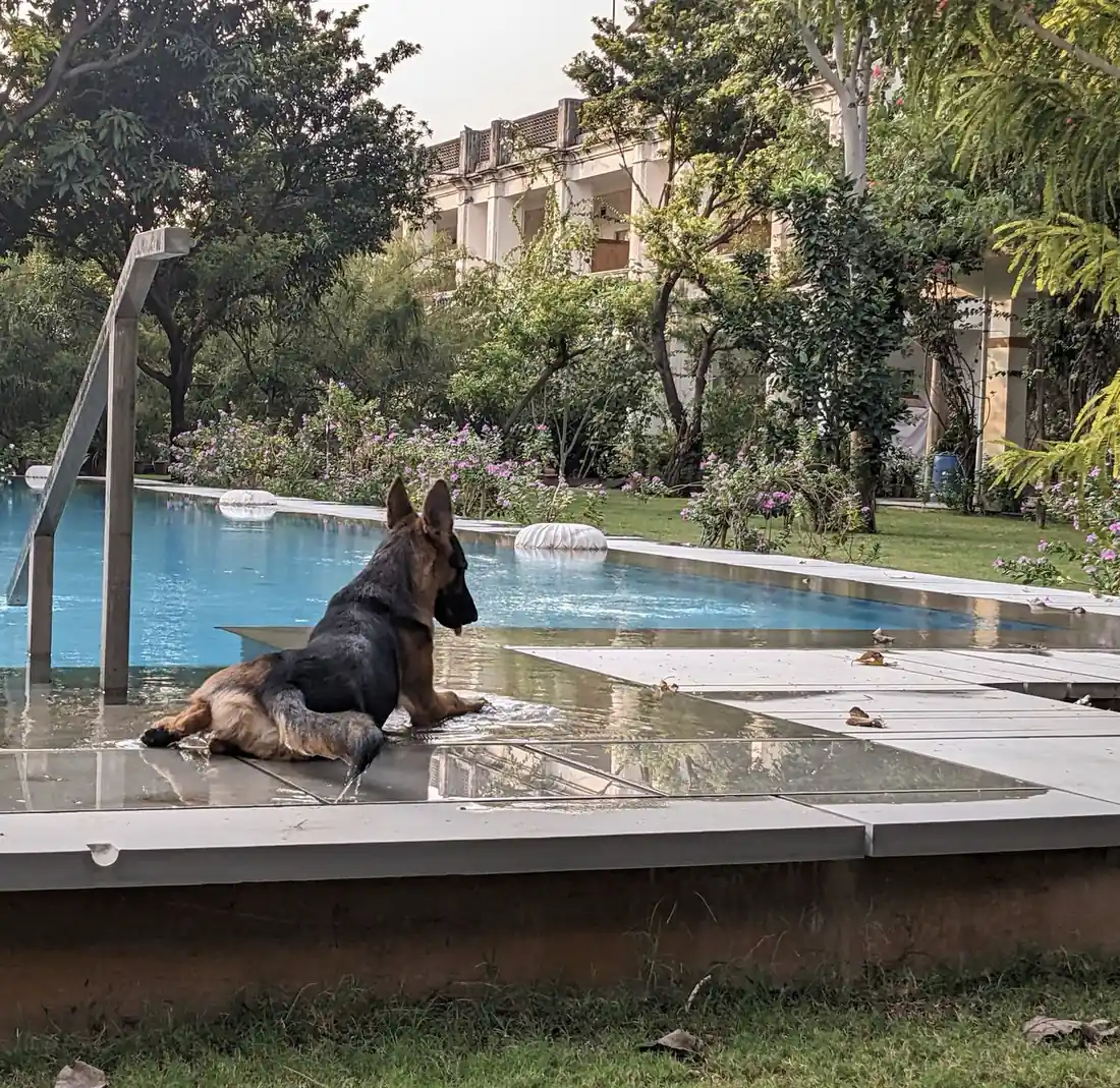 German shepherd resting by the pool