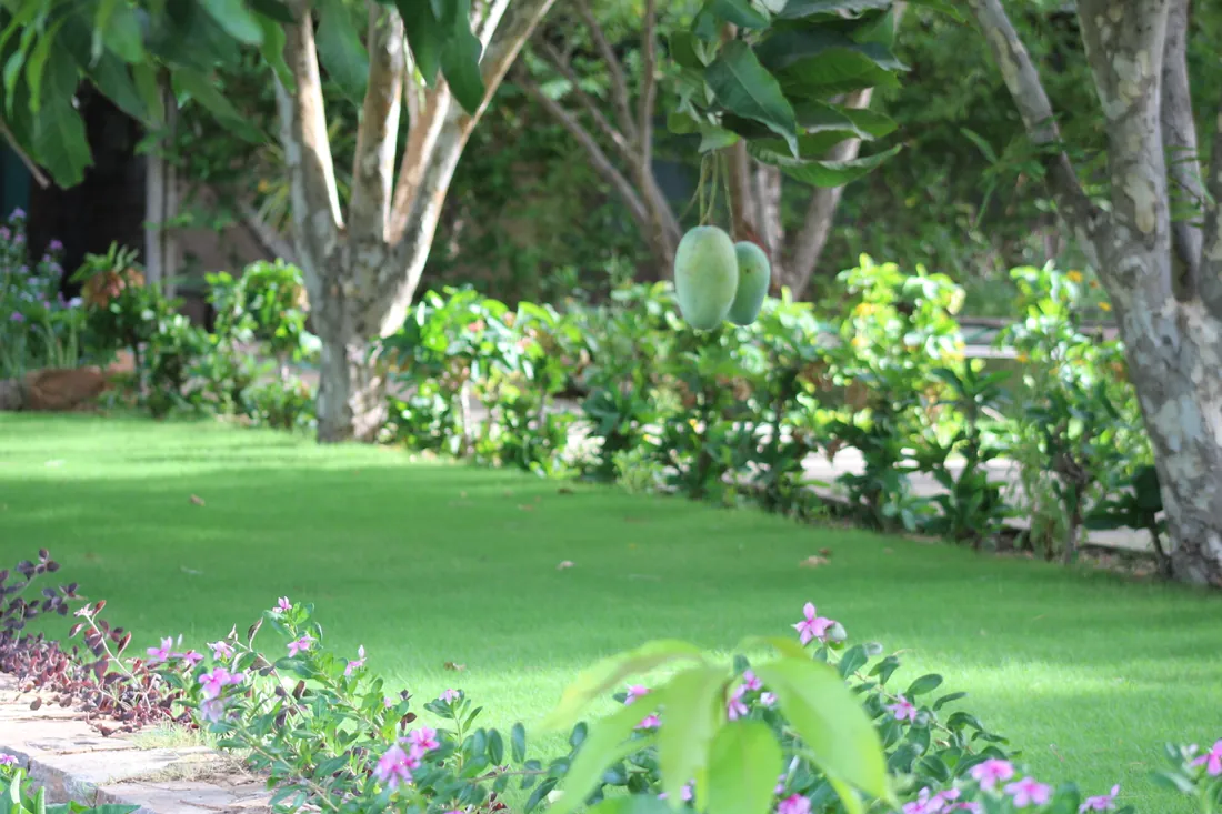 Garden path and trees at PushkarOrganic