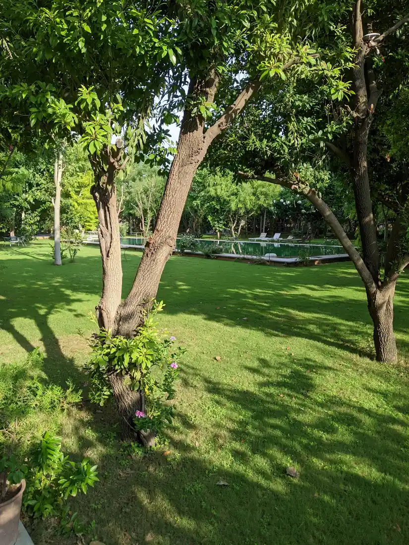 Swimming pool and lawn seen through the farm's mature trees