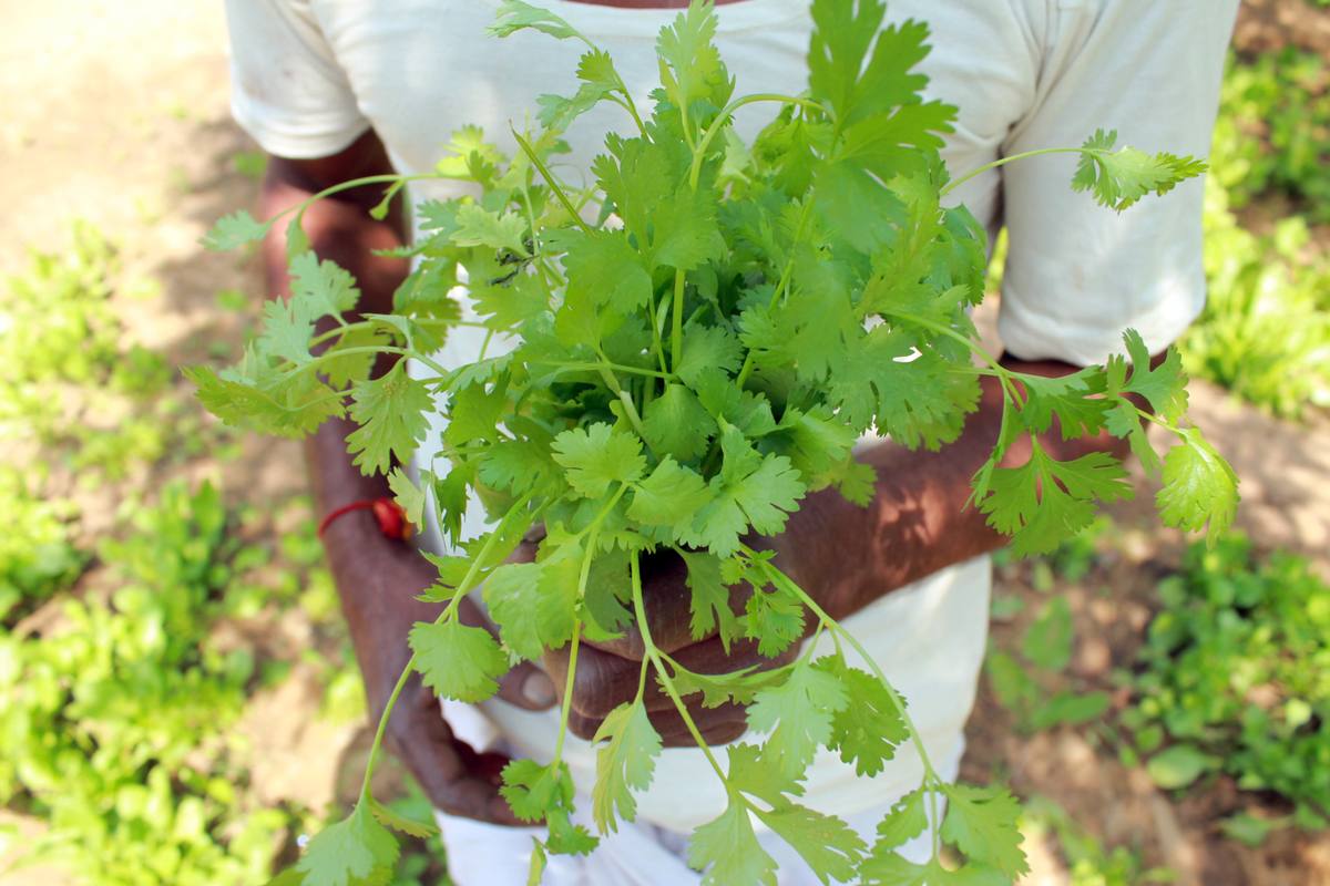 Fresh coriander held in hand