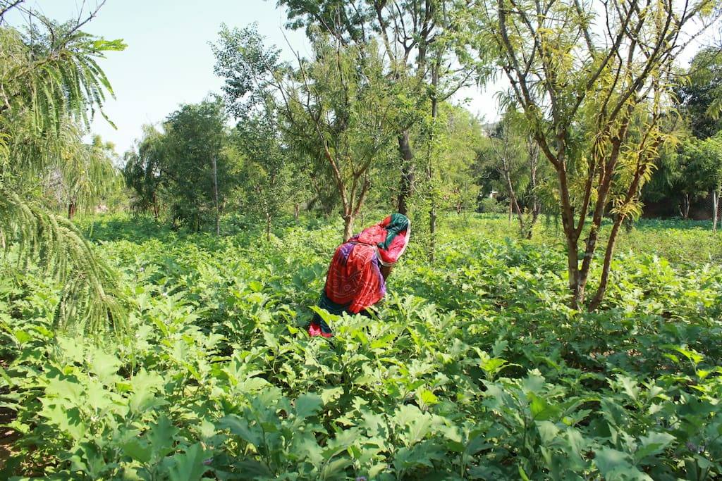 A woman harvesting in the vegetable field