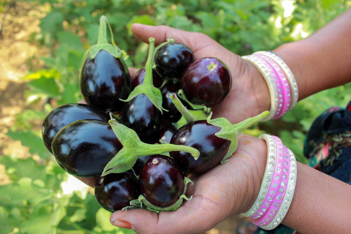 Freshly picked brinjal in hands