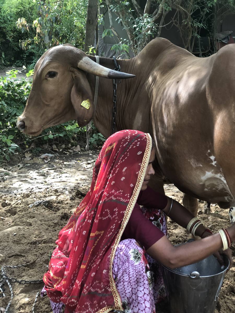 Sita Bai milking the cow for fresh milk